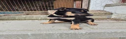 Mixed Breed dogs for sale: 8 Huntaway x puppies for sale - Advert 2