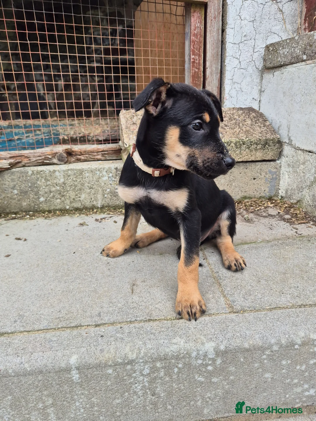 Mixed Breed dogs for sale: 8 Huntaway x puppies for sale - Advert 2