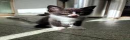 Domestic Shorthair cats for sale: Beautiful grey kittens  - Advert 3