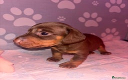 Dachshund dogs for sale: 5 miniature   dachshund  - Image 8