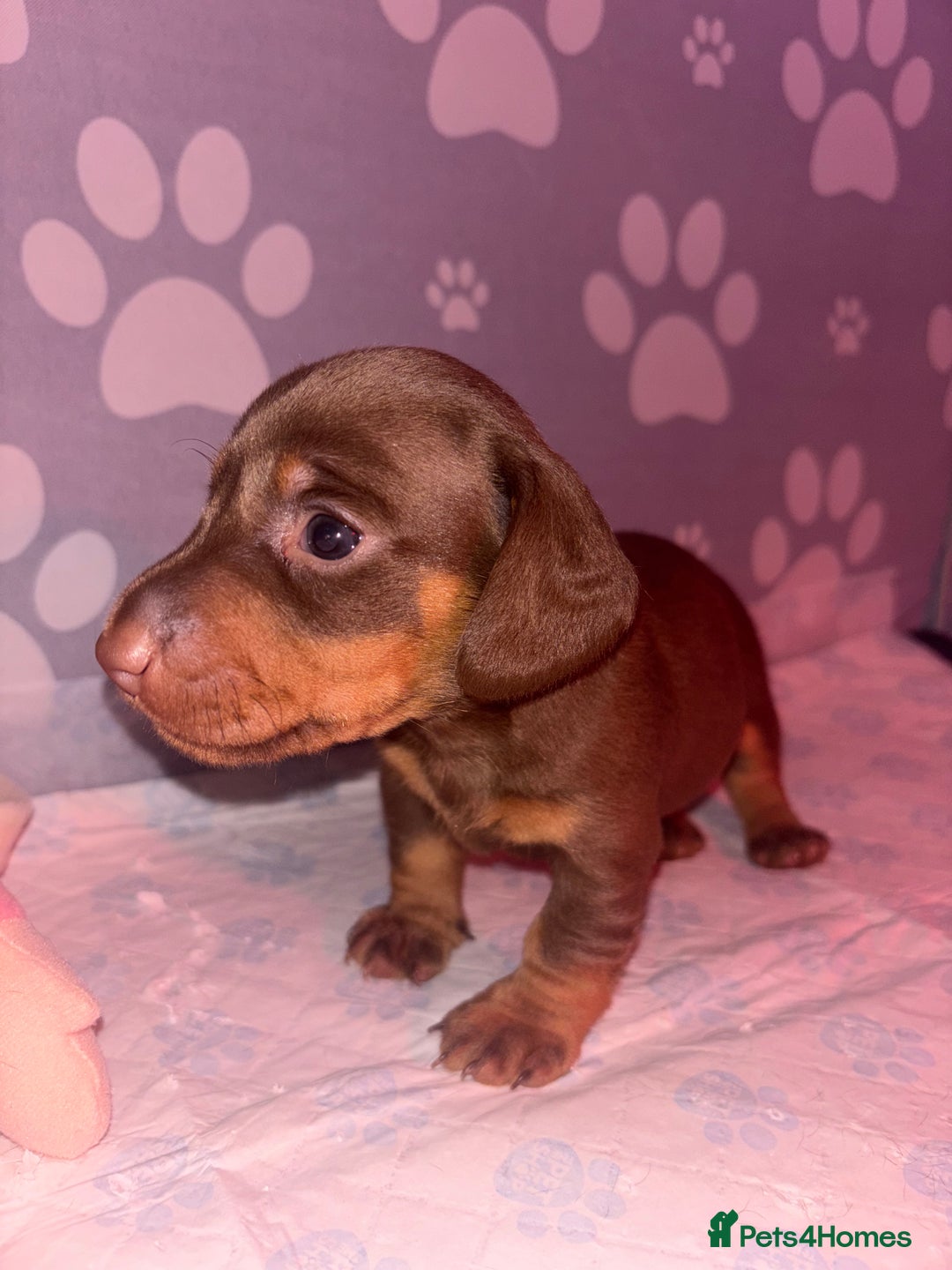 Dachshund dogs for sale: 5 miniature   dachshund  - Image 8