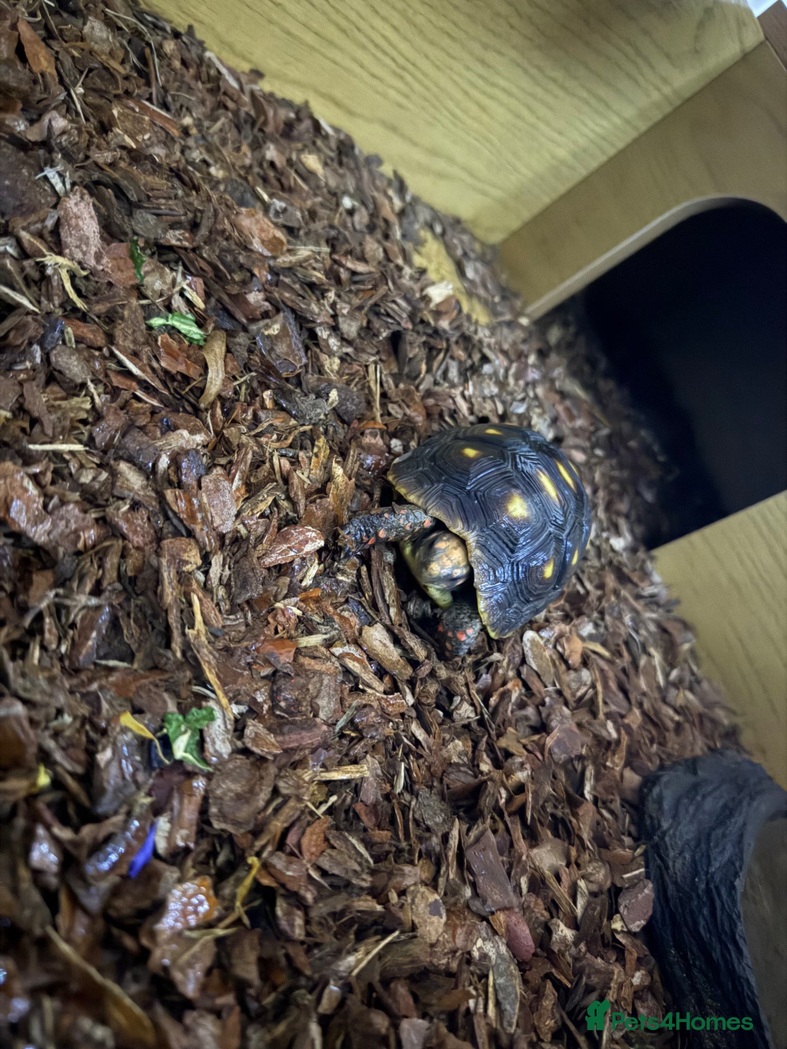 Tortoise reptiles for sale: Red foot tortoise  in Saint Leonards-on-sea - Advert 34