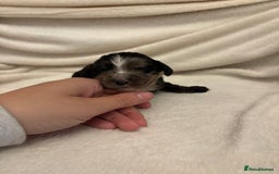 Cocker Spaniel dogs for sale: Cocker Spaniel Pups Seeking Forever Homes!💖 - Image 22