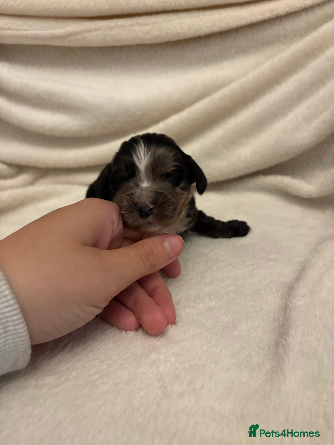 Cocker Spaniel dogs for sale: Cocker Spaniel Pups Seeking Forever Homes!💖 - Image 22