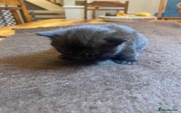 Mixed Breed cats for sale: Beautiful Sweet Kittens - Advert 7