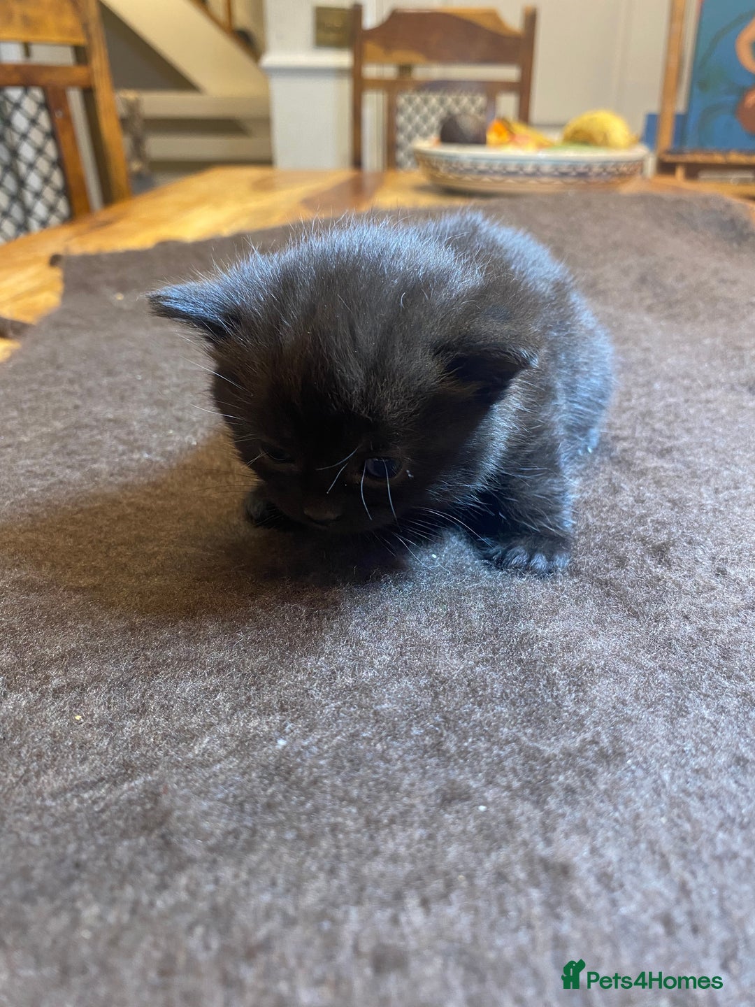 Mixed Breed cats for sale: Beautiful Sweet Kittens - Advert 7