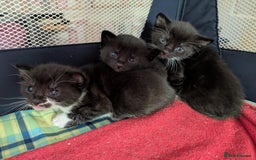 Mixed Breed cats for sale: Ready for our new adventure 🐾 - Image 2