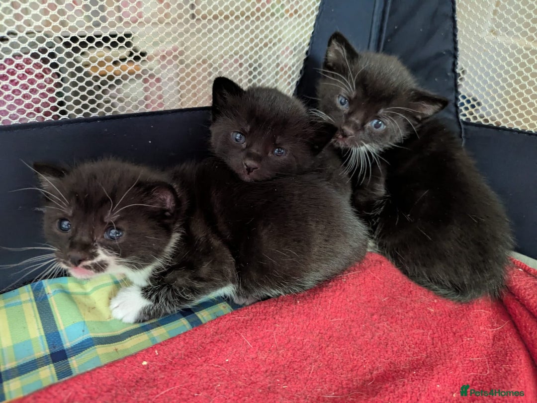 Mixed Breed cats for sale: Ready for our new adventure 🐾 - Image 2