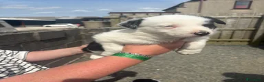 Border Collie 2