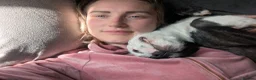 Boston Terrier dogs for sale: Boston X Puppies for sale  - Advert 11