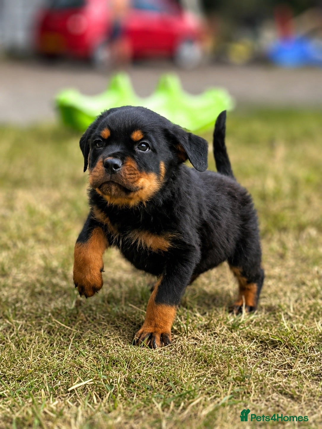 Rottweiler dogs Beautiful Rottweiler Pups  - Advert 1