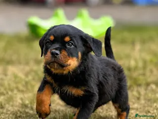Rottweiler dogs Beautiful Rottweiler Pups - Advert 1