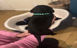 Labrador Retriever dogs for sale: Outstanding Litter of KC registered Labradors  - Image 11