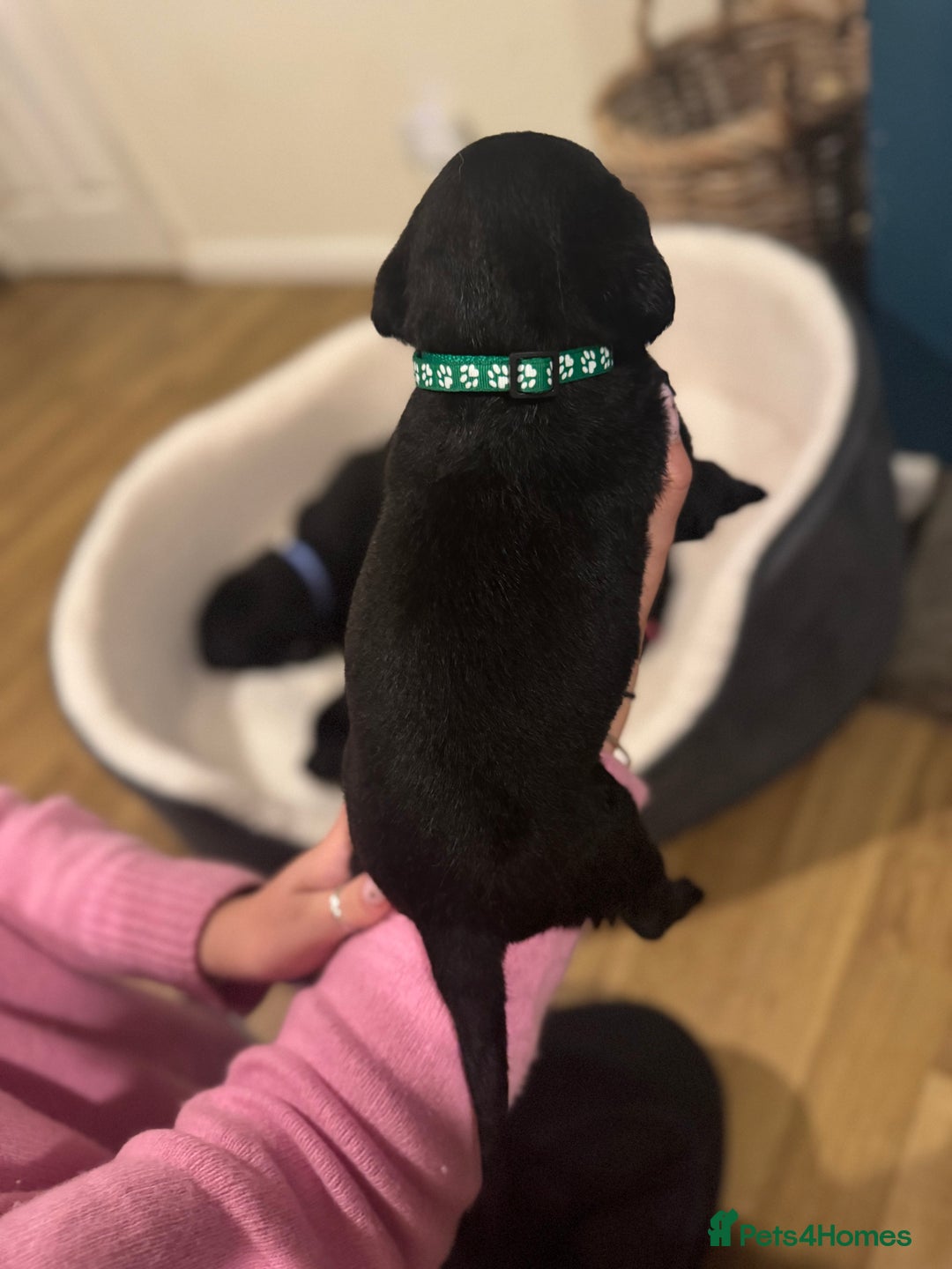 Labrador Retriever dogs for sale: Outstanding Litter of KC registered Labradors  - Image 11