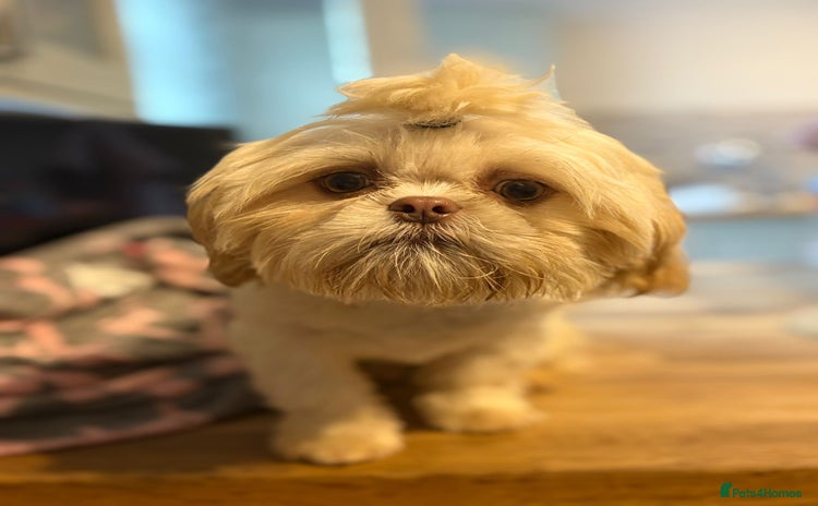 Shih Tzu dogs - Advert 7