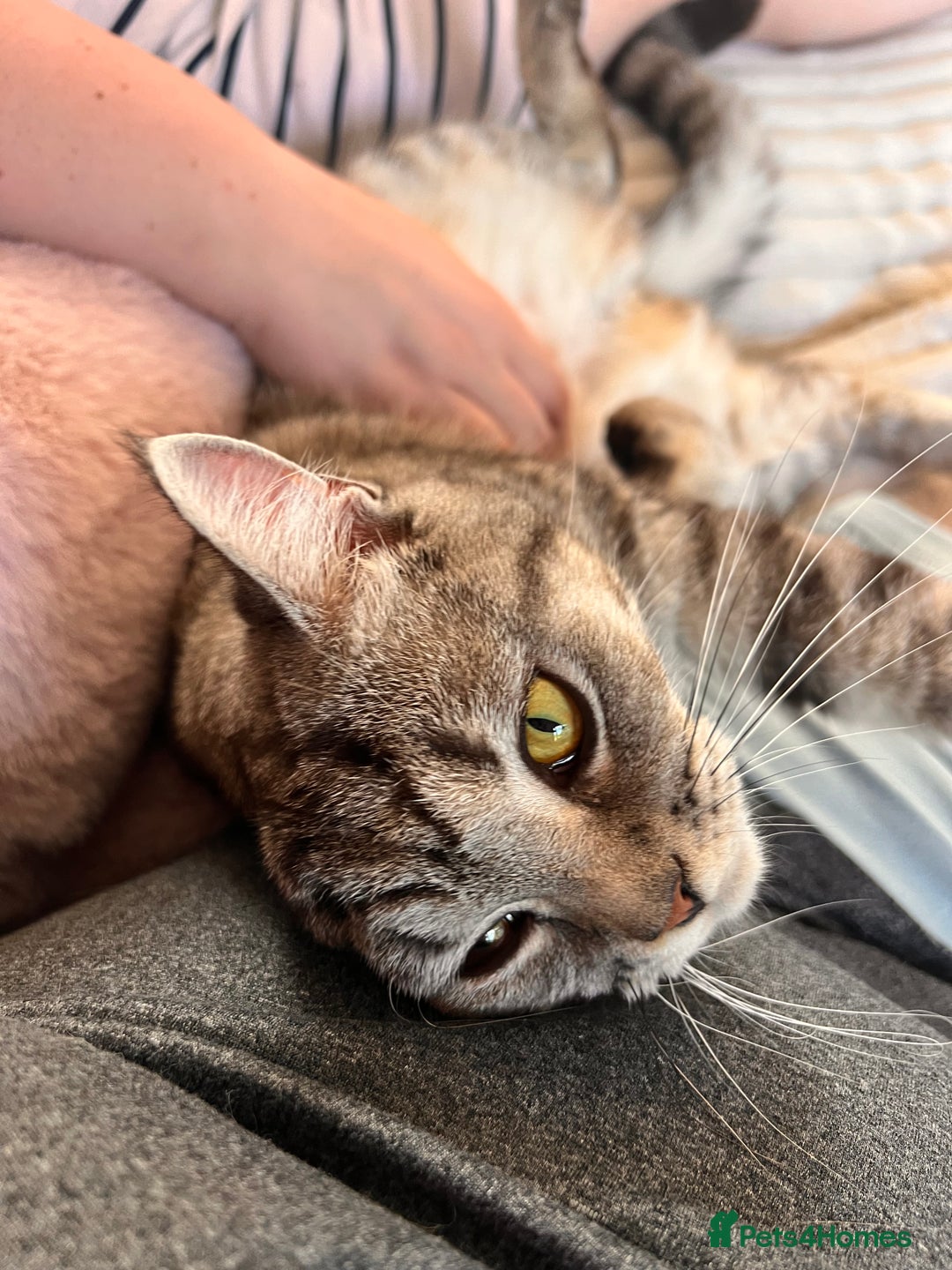 British Shorthair cats for sale: British Shorthair X  - Image 3