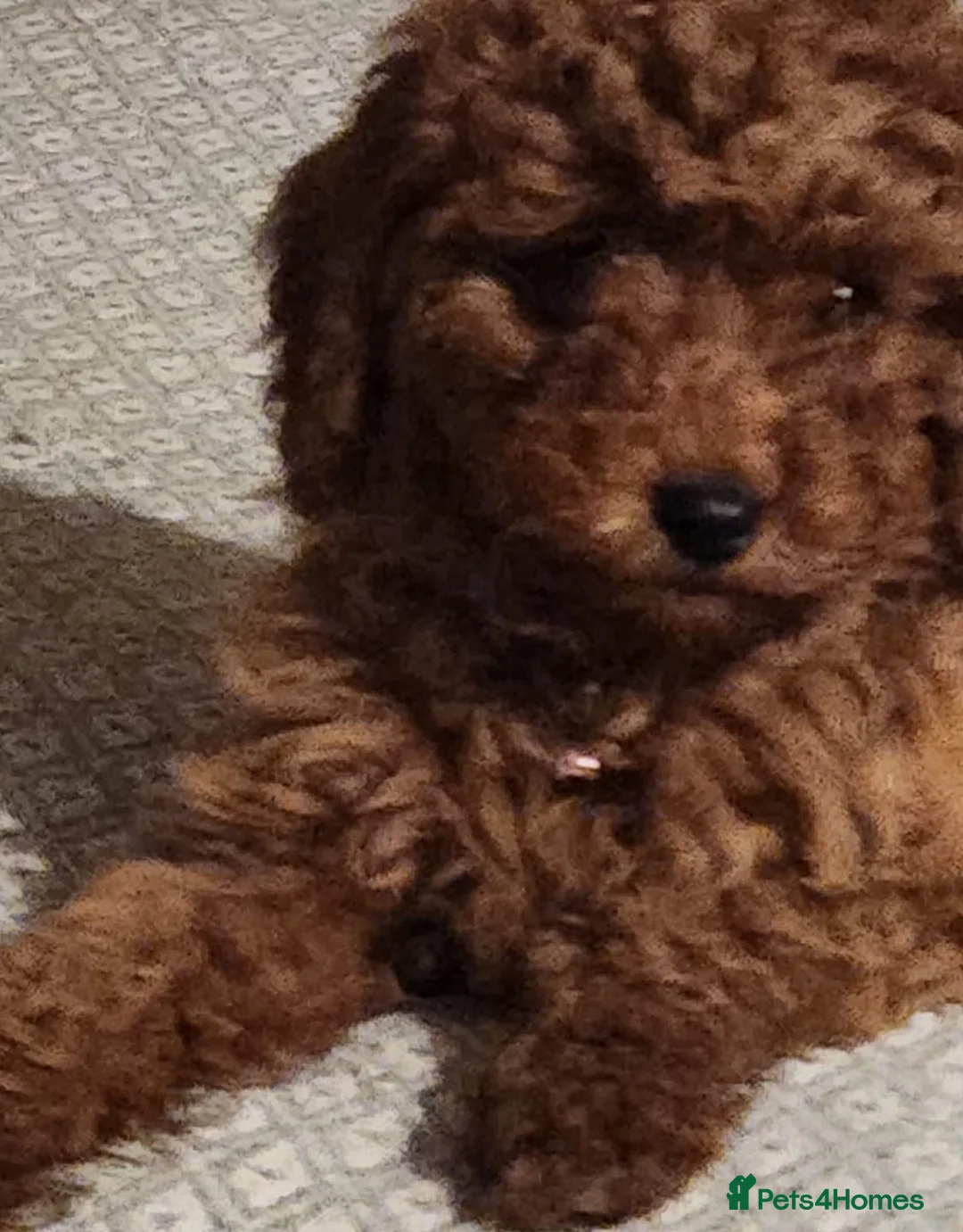 Cavapoo dogs for sale: Stunning Fox Red Cavapoo Puppies Available Now - Advert 10