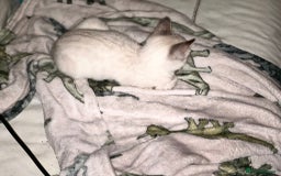 Bengal cats for sale: Snow Lynx Bengal Kittens - Image 20