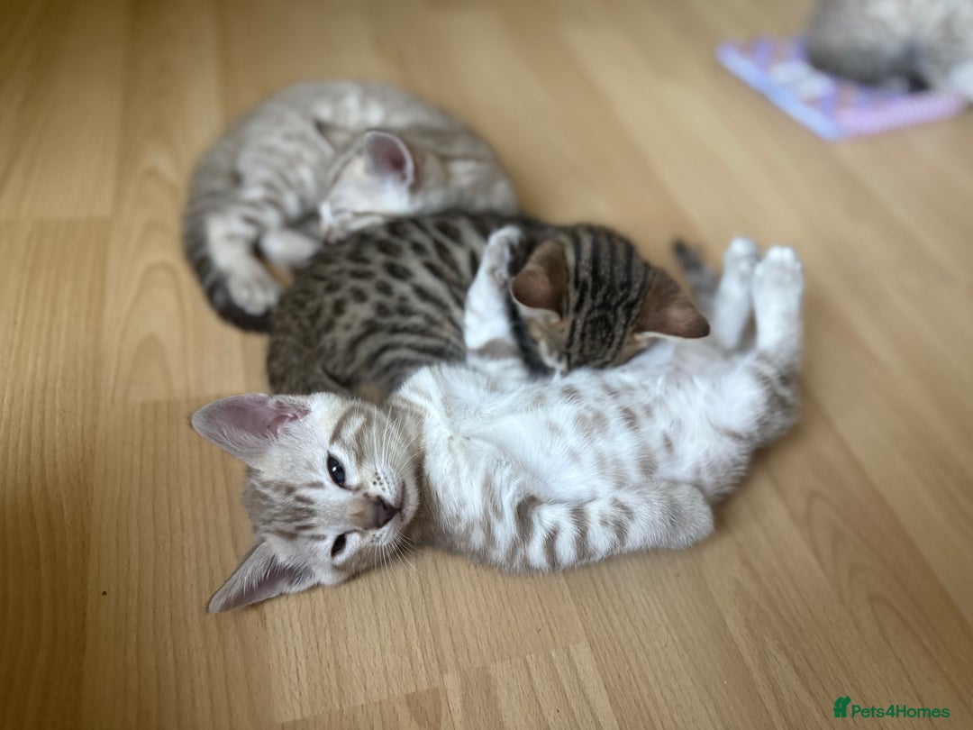 Bengal cats for sale: F5 TICA REGISTERED SNOW AND BROWN BENGALS - Image 3