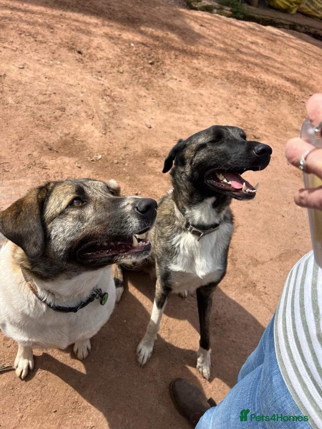 Mixed Breed dogs for adoption: HANK - 3 Years Old, Large Mixed Breed Boy - Advert 3