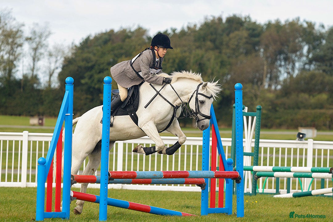 Connemara horses for sale: Beautiful Connie X Mare  - Advert 5