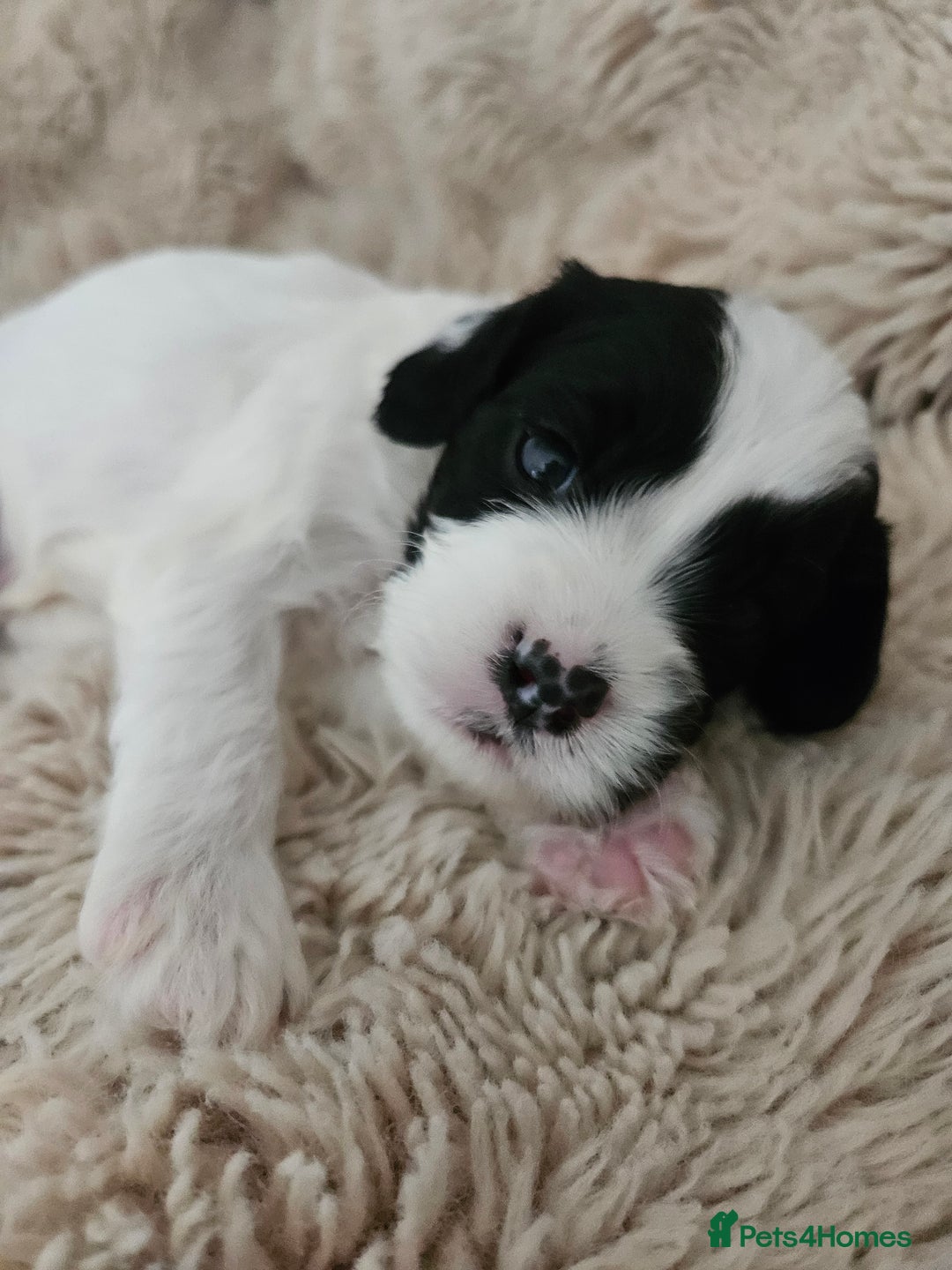 Mixed Breed dogs for sale: Cavapoo/Shihpoo mix - Image 19