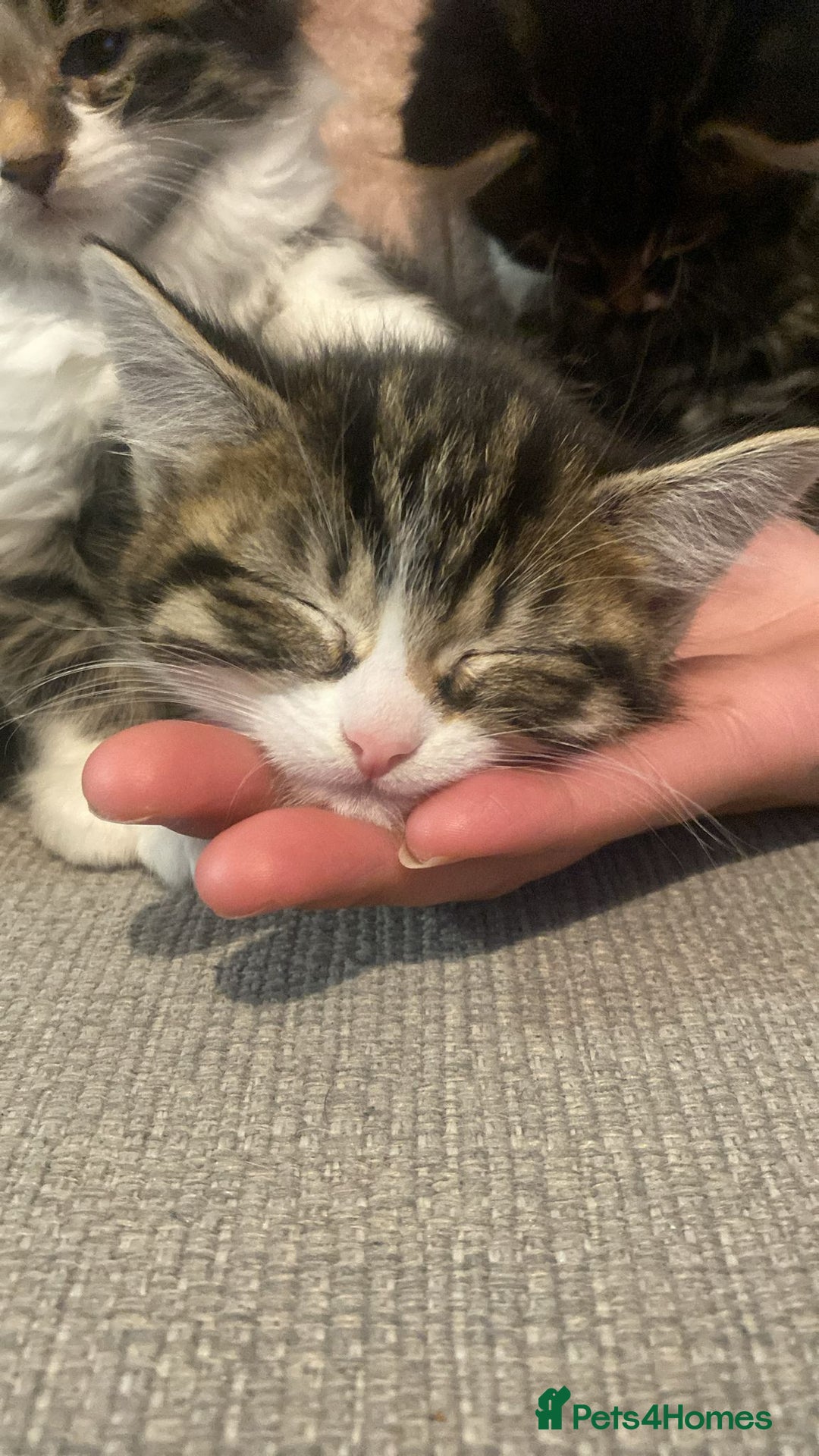 Mixed Breed cats for sale: Maine coon cross and tabby kittens - Advert 2