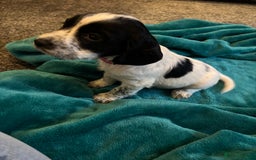 Cocker Spaniel dogs for sale: Georgous blue roan cocker spaniels - Image 14