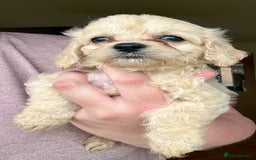 Mixed Breed dogs for sale: Last 2 puppies!  🩷 Maltipoo x Cockapoo puppies - Image 17