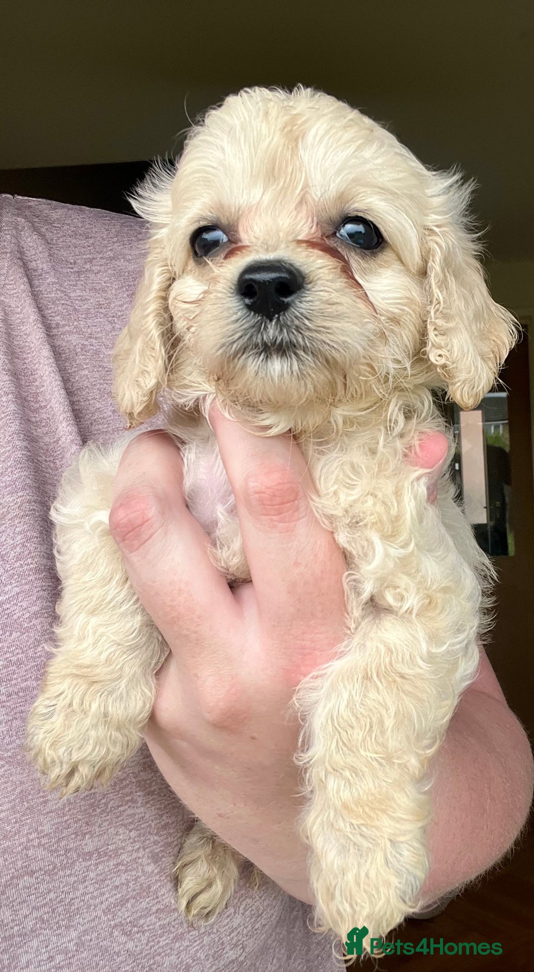 Mixed Breed dogs for sale: Last 2 puppies!  🩷 Maltipoo x Cockapoo puppies - Image 17