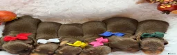 Miniature Dachshund dogs for sale: Kc Kaninchen dachshund weeny weeny  - Advert 28