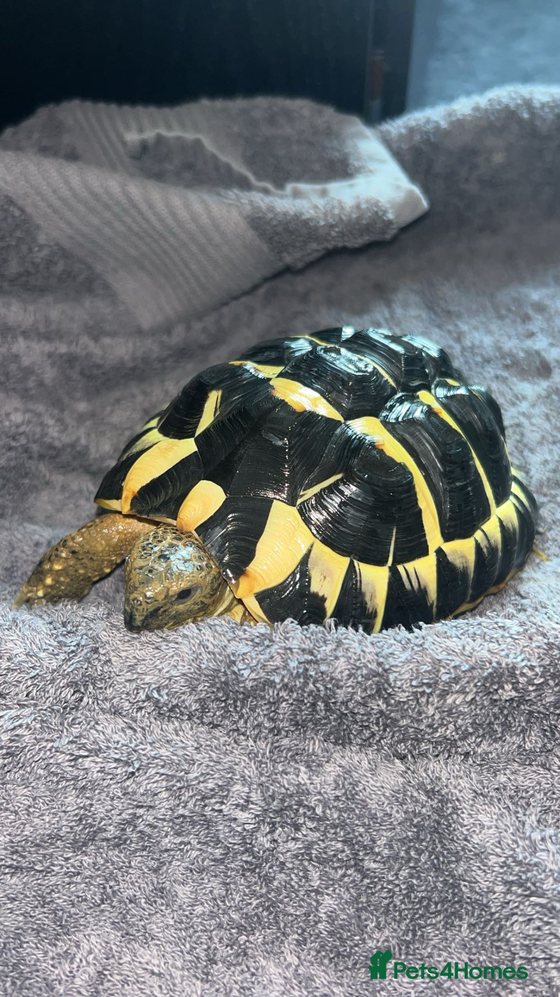 Hermann Tortoise reptiles western hermann tortoise  - Advert 1