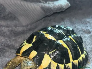 Hermann Tortoise reptiles western hermann tortoise - Advert 1