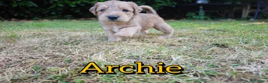 Archie 