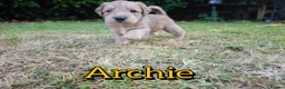 Mixed Breed dogs for sale: Loving Parsons Russell Cross Puppies  - Advert 32