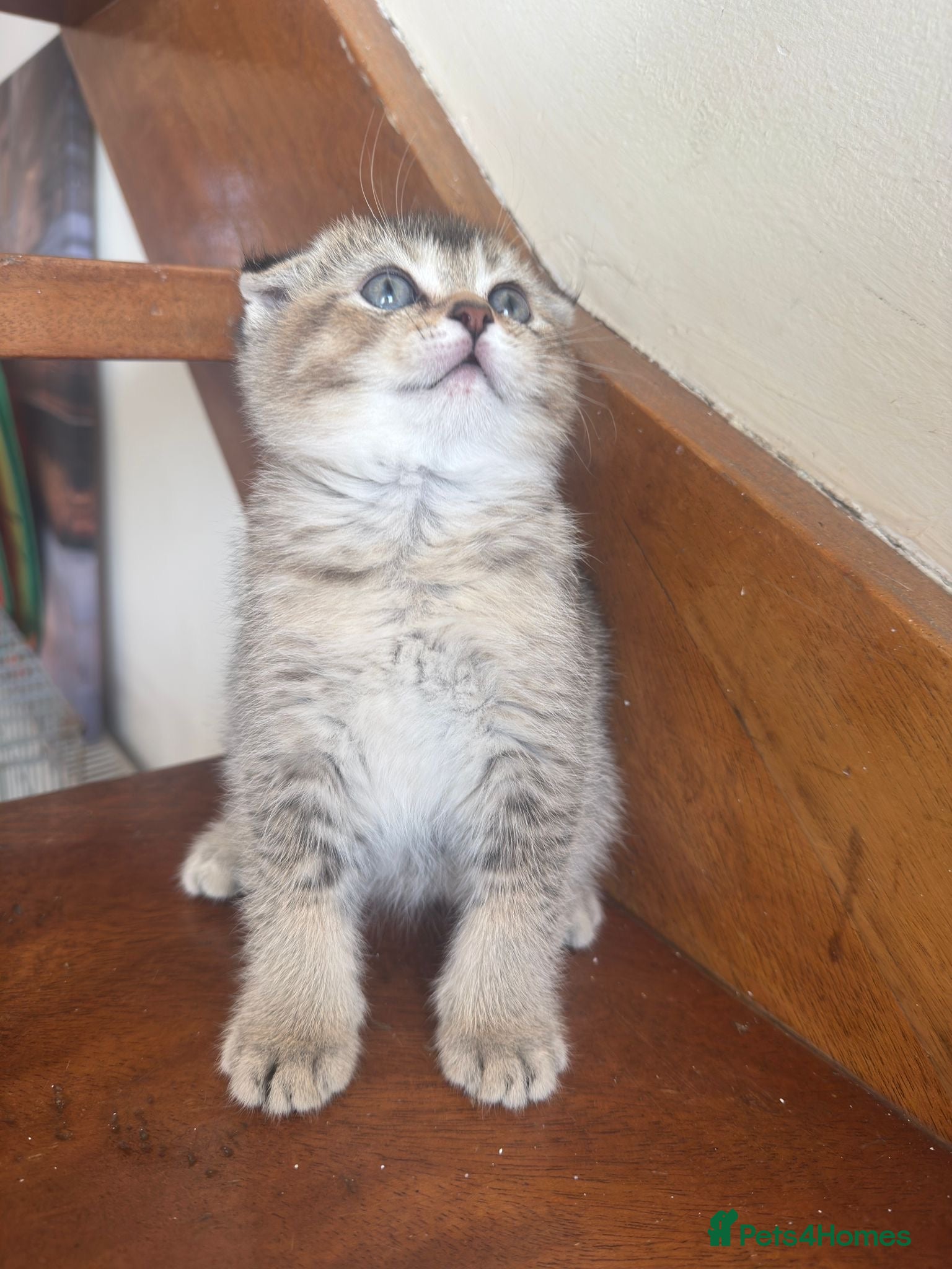 British Shorthair cats ADORABLE KITTENS  - Advert 3