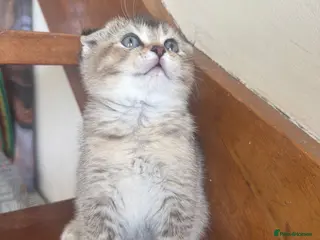 British Shorthair cats ADORABLE KITTENS - Advert 13