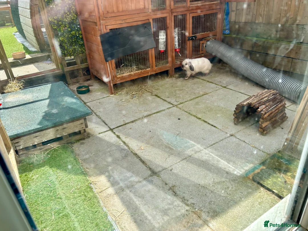 Mini Lop rabbits for sale: Seal Point Mini Lop - Read advert in full - Advert 5