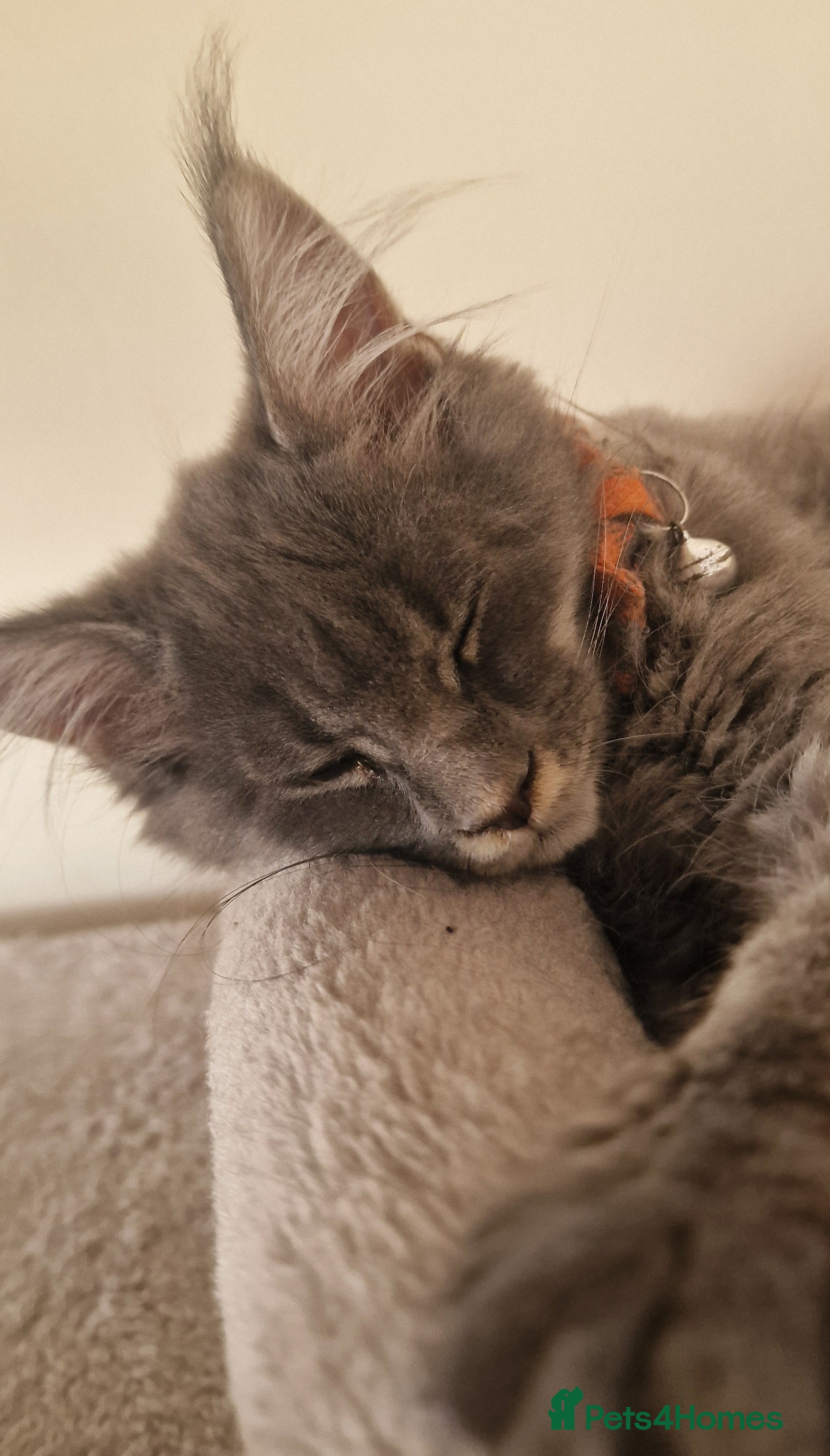 Maine Coon cats Last Two Stunning Maine Coon Kittens – Ready Now - Advert 2