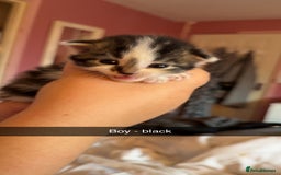 British Longhair cats for sale: Beautiful kittens  - Image 5