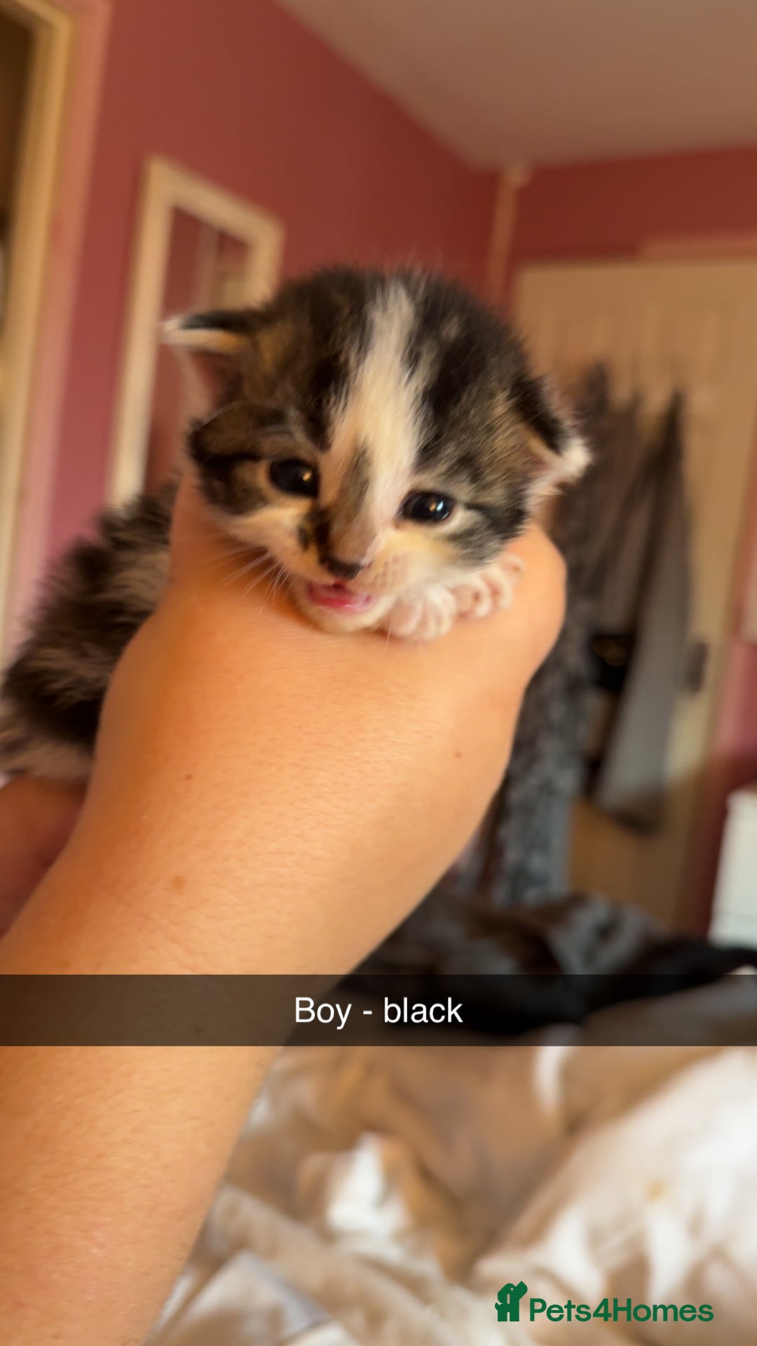 British Longhair cats for sale: Beautiful kittens  - Image 5