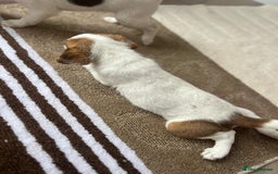 Jack Russell dogs for sale: 2 males puppies for sale - Image 4