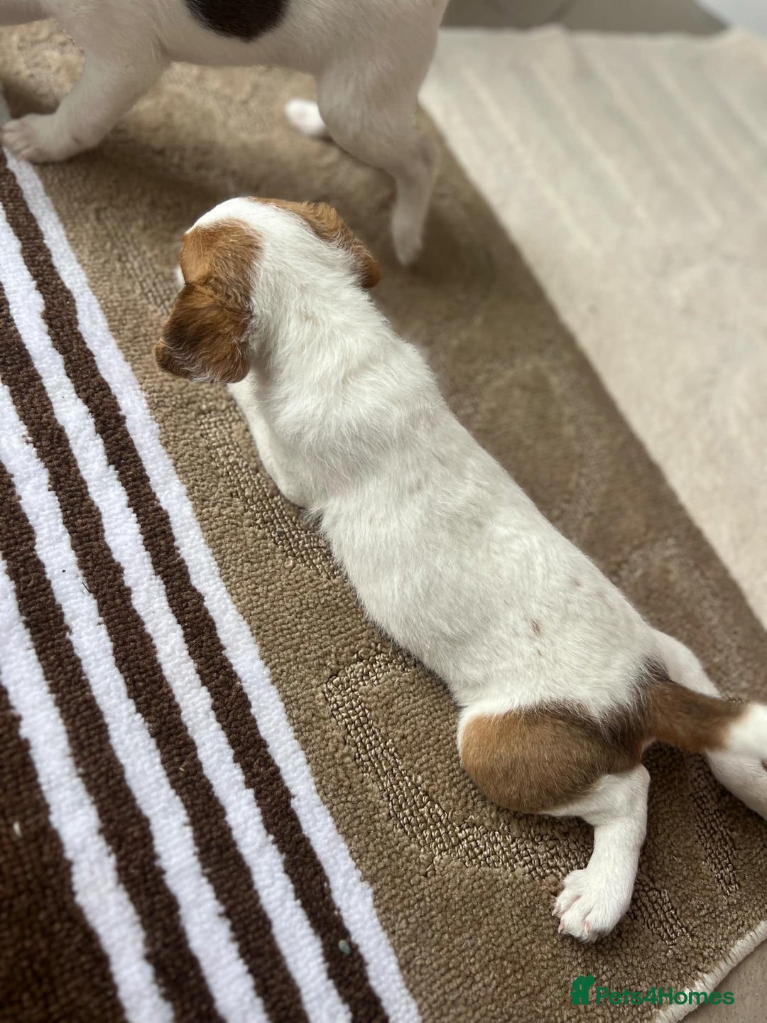 Jack Russell dogs for sale: 2 males puppies for sale - Image 4