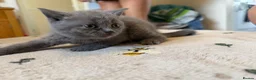 British Shorthair cats for sale: Beautiful British shorthair kittens  - Advert 7