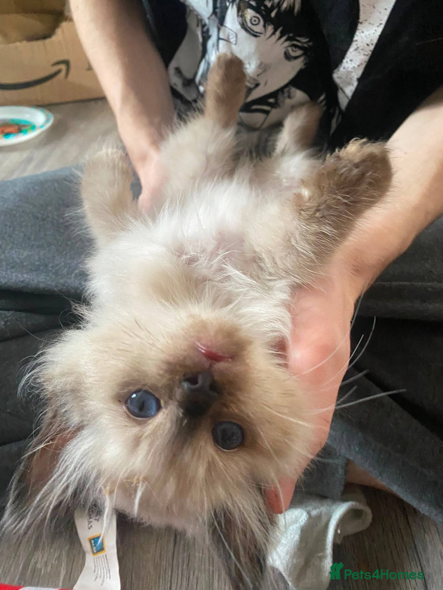 Ragdoll cats Only Male from first time mummy - Advert 8
