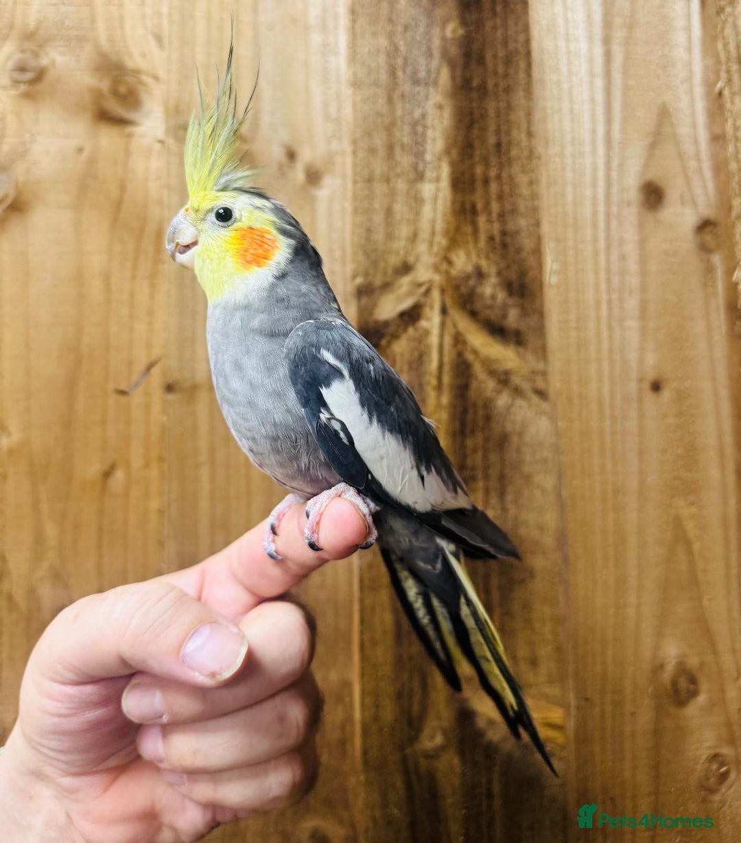 Cockatiels birds for sale: Cocktails  - Advert 6