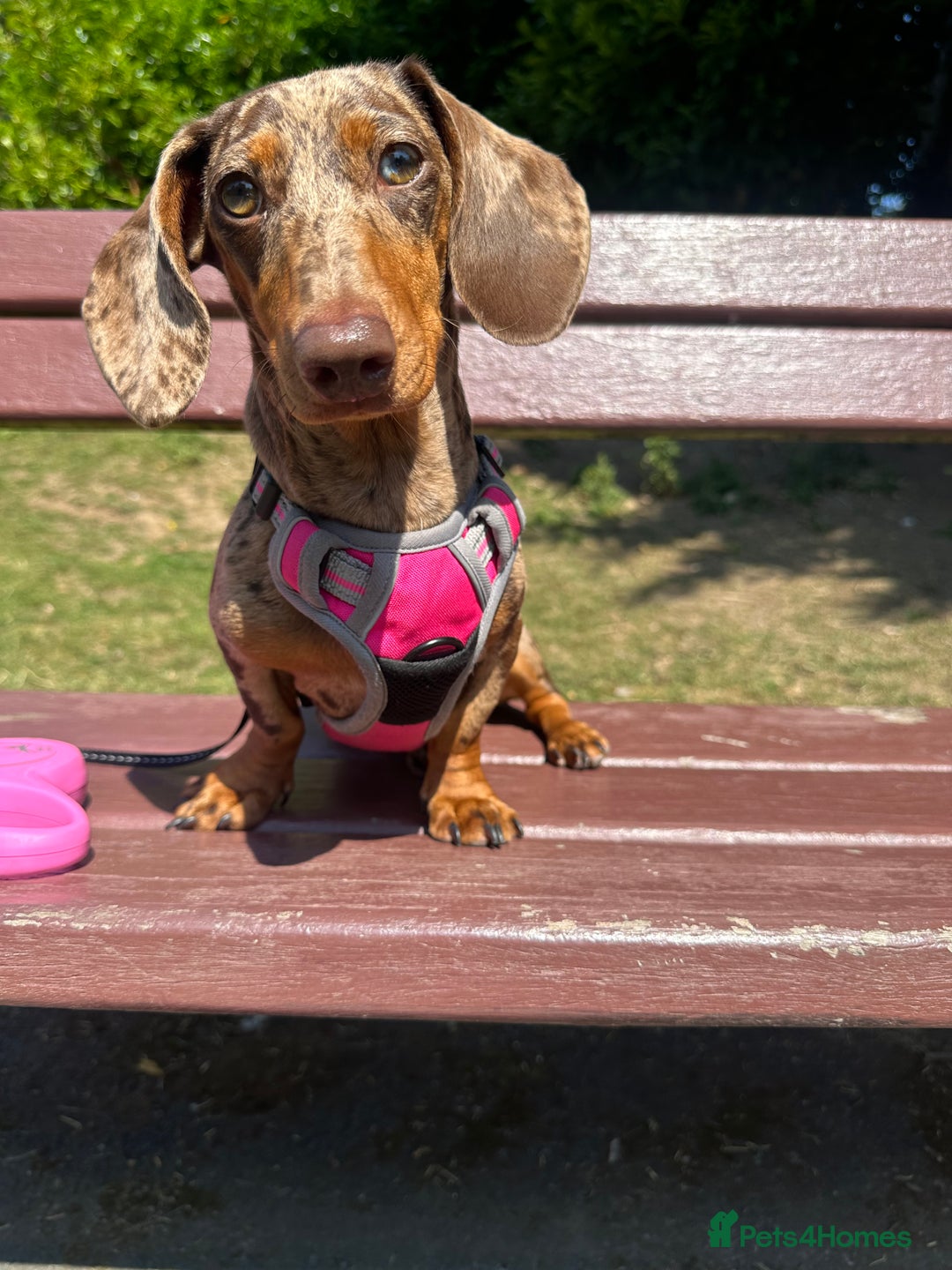 Dachshund dogs for sale: Beautiful minature dapple dachshund. 8 months old. - Image 2