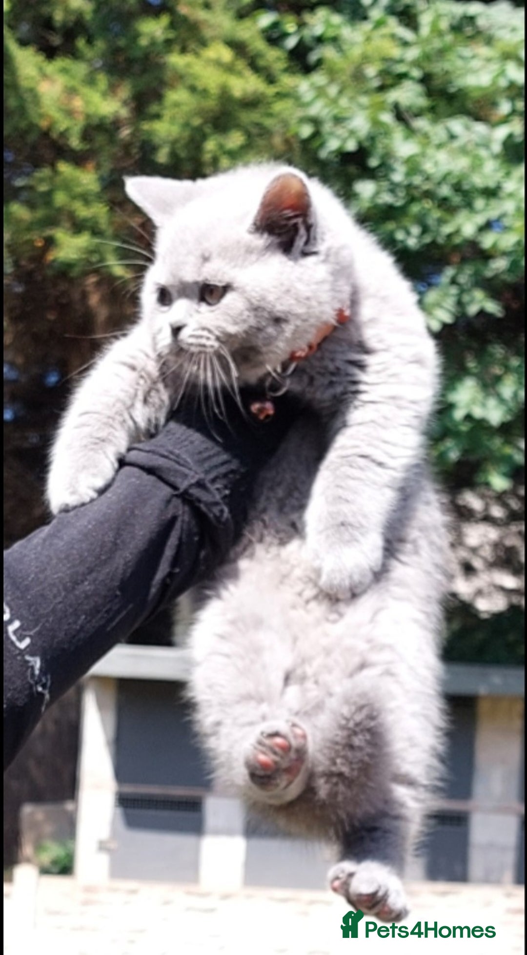 British Shorthair cats for sale: 💥CHAMPION💥SIRED💥🏆FEMALE😍🔥 in Dudley - Image 2