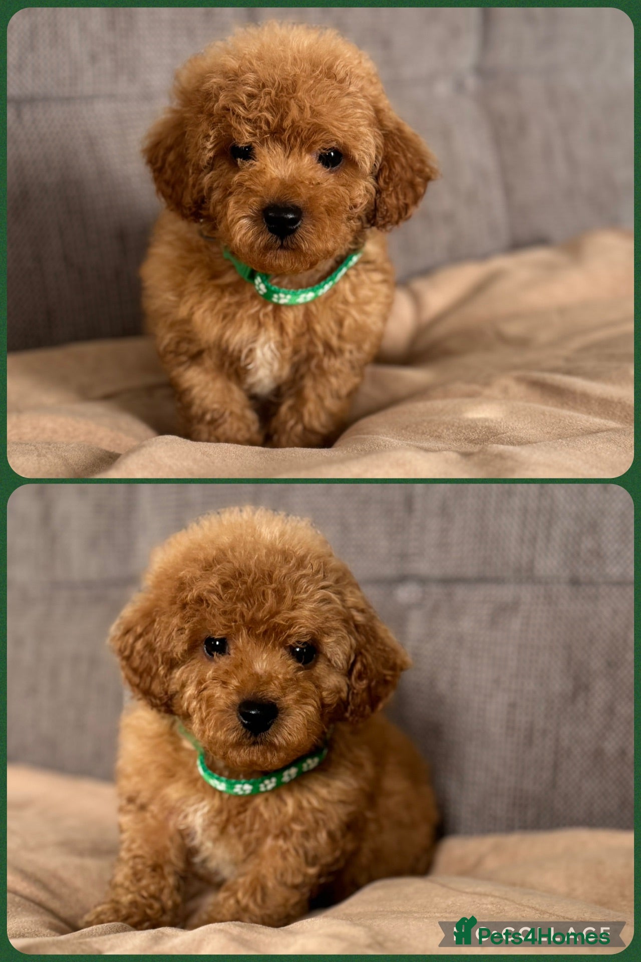 Cavapoochon dogs Tinyteddycavapoochons Now available  - Advert 1