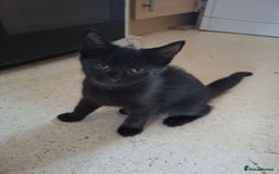 Bombay cats for sale: Two kittens, ginger(male) and black ( female) - Image 6